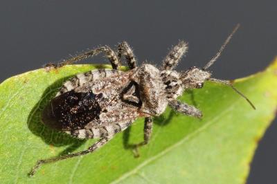<i>Coranus griseus</i>