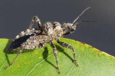 <i>Coranus griseus</i>