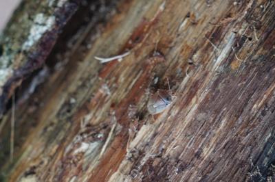 <i>Palomena prasina</i>