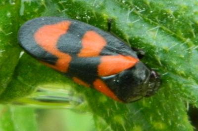 <i>Cercopis vulnerata</i>