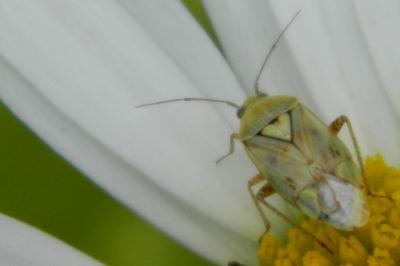 <i>Lygus rugulipennis</i>