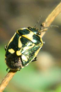 <i>Eurydema oleracea</i>