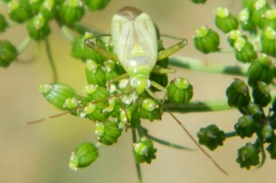 <i>Adelphocoris lineolatus</i>