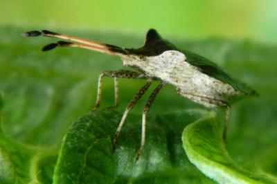 <i>Enoplops scapha</i>
