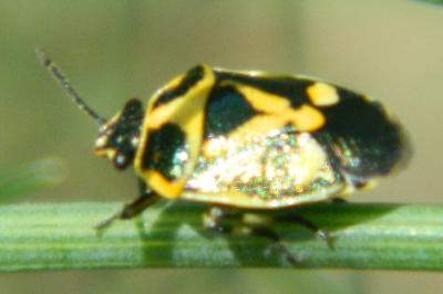 <i>Eurydema oleracea</i>