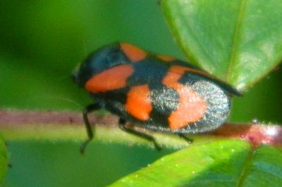<i>Cercopis vulnerata</i>