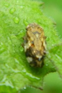 <i>Philaenus spumarius</i>