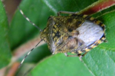 <i>Rhaphigaster nebulosa</i>