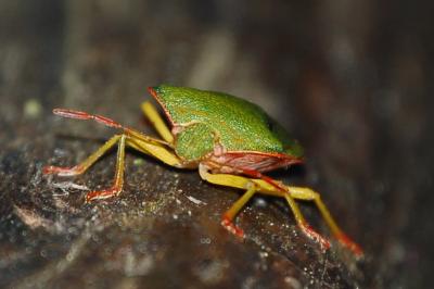 <i>Palomena prasina</i>
