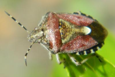 <i>Dolycoris baccarum</i>
