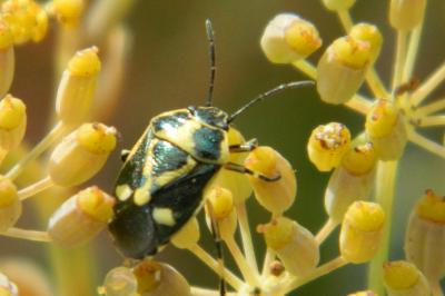 <i>Eurydema oleracea</i>