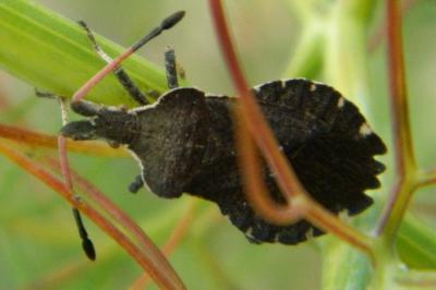 <i>Enoplops scapha</i>