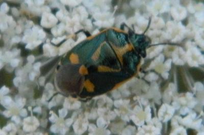 <i>Eurydema oleracea</i>