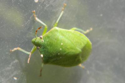 <i>Nezara viridula</i>