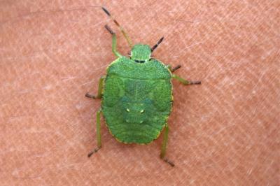 <i>Palomena prasina</i>