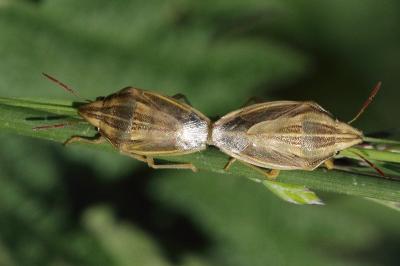 <i>Aelia acuminata</i>