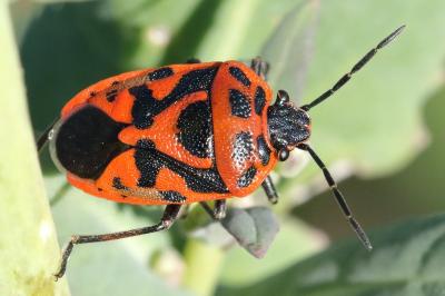 <i>Eurydema ornata</i>