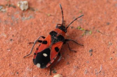 <i>Horvathiolus superbus</i>