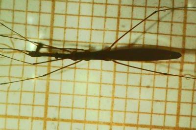 <i>Hydrometra stagnorum</i>