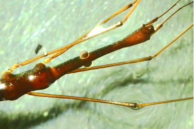 <i>Hydrometra stagnorum</i>