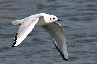 Mouette de Bonaparte, Saint-Jean-le-Blanc,17 mars 2025