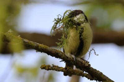 Mésange charbonnière collectant des brins de mousse pour son nid.