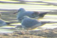 relevé 129627